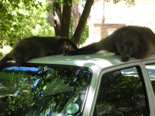 aw dude you know I'd totally get off your car if I could but I suddenly became so fucking fat as soon as I lay down here