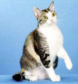 About Cats: American Wirehair