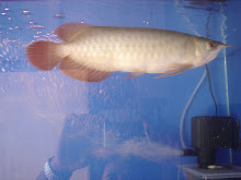 Kalimantan Chilli Red