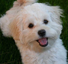 MY DOG