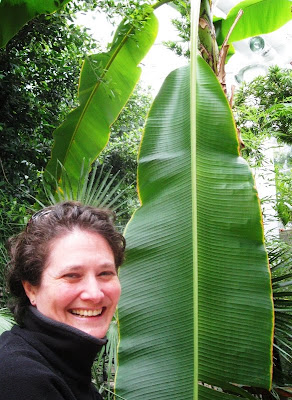 Lola II in front of a large banana leaf in the Temperate House