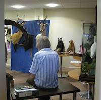 A room containing stuffed deer heads and a stuffed badger