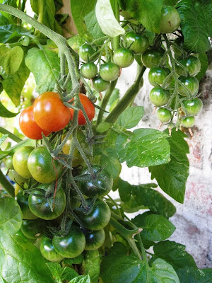 Red and green tomatoes growing in the garden