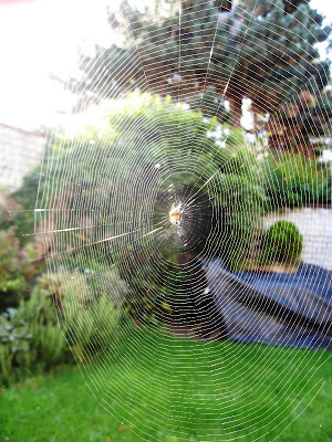 Spider in the centre of an unfeasibly large web