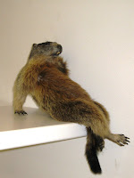 A stuffed marmot sitting up on shelf with crossed legs