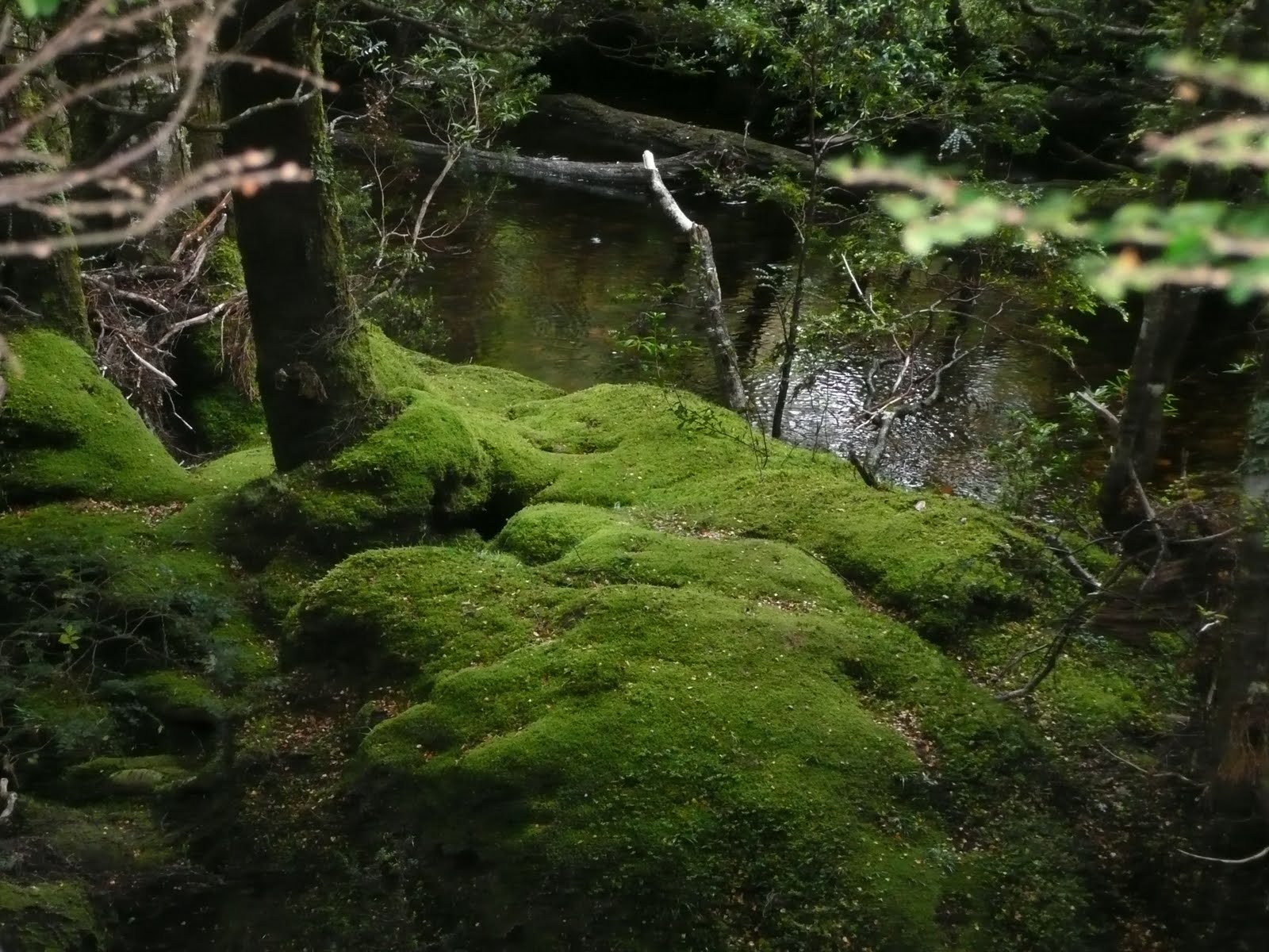 Durnins On Safari: Cradle Mountain Short Walks