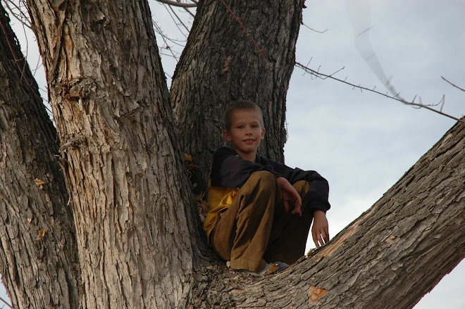 Tanner in Grandpa's tree