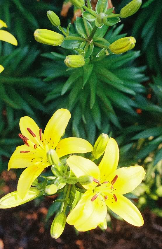 A Midwest Garden Lilies for low maintenance color and beauty