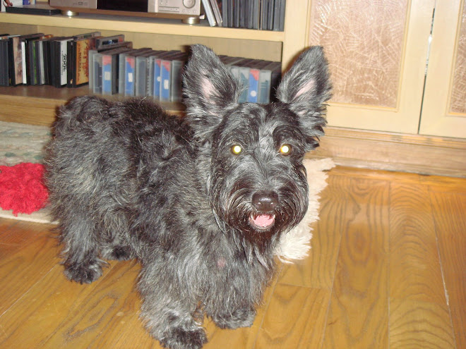 "Toffee "- the Scottish Terrier