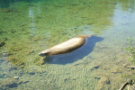 A Manatee