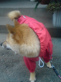 【お尻のほっぺ】おニューなレインコートを着る柴犬