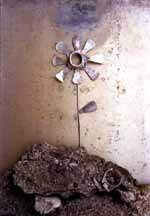 Flor herida en una cumbre