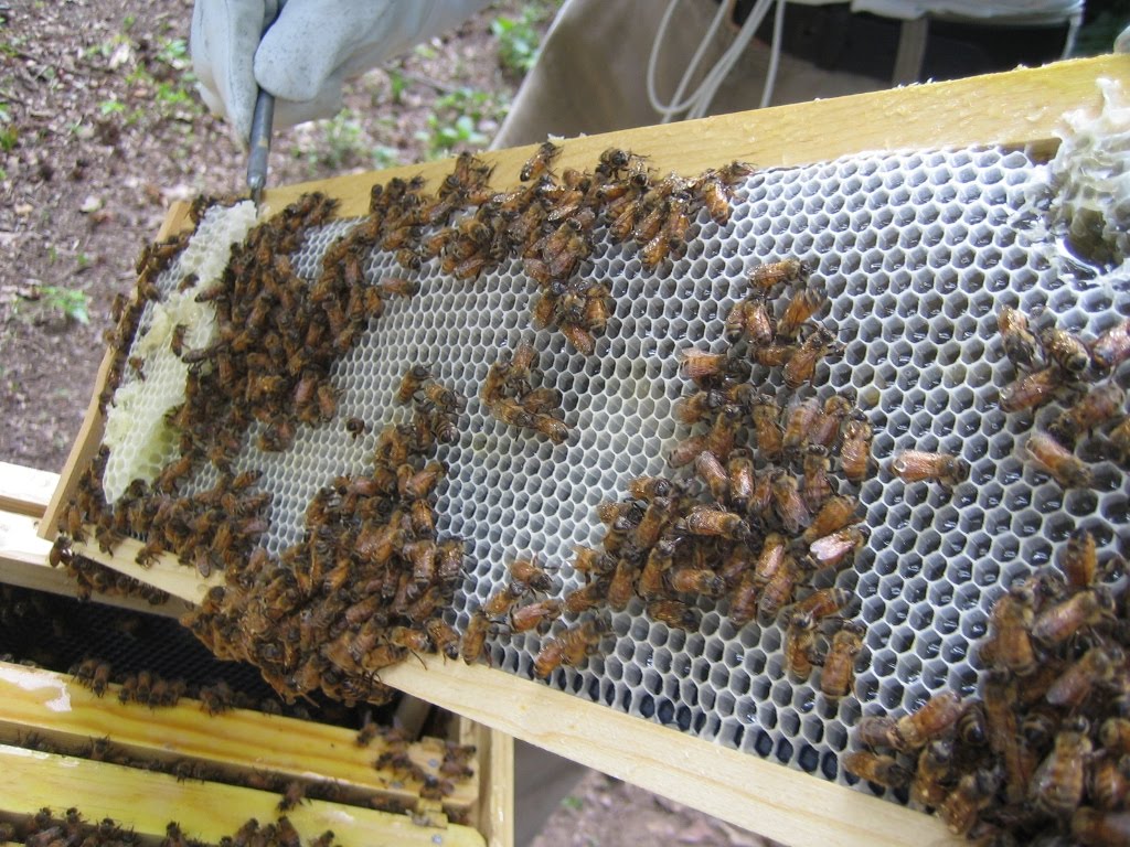 Bottle Tree Farm Bee Lessons