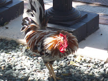mallory square rooster