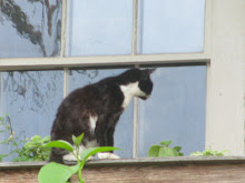 cat on the balcony.