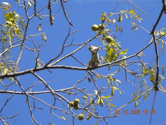 wo ist das eichhoernchen?