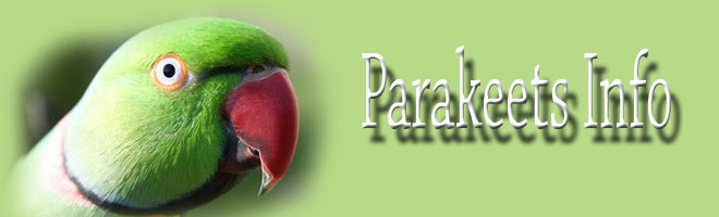 Parakeets Info
