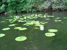 Toby Pond Lillies