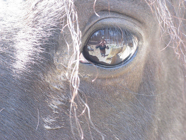 Good Horsemanship