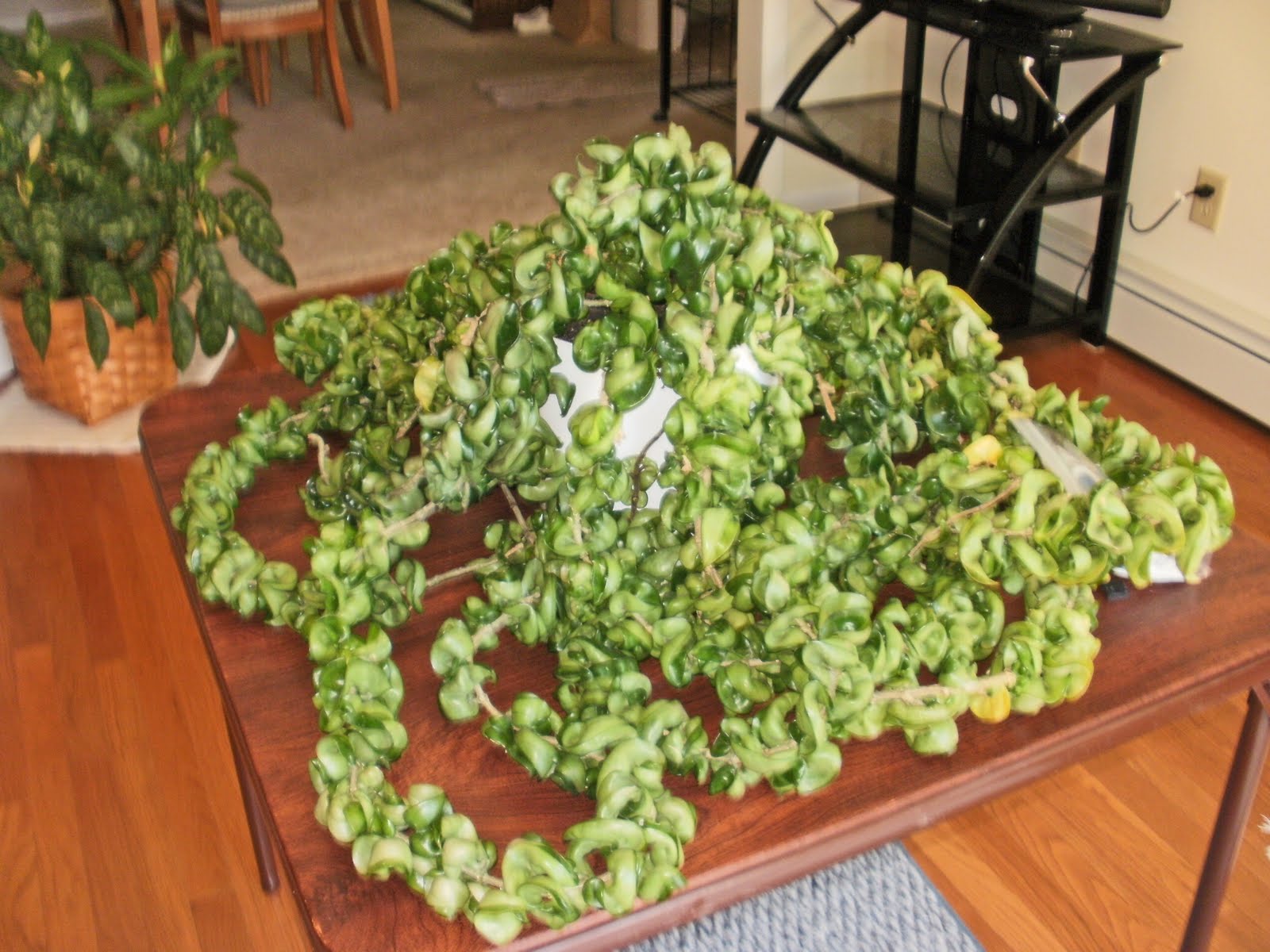 Turning The Page.... Mom's Hindu Rope Plant!