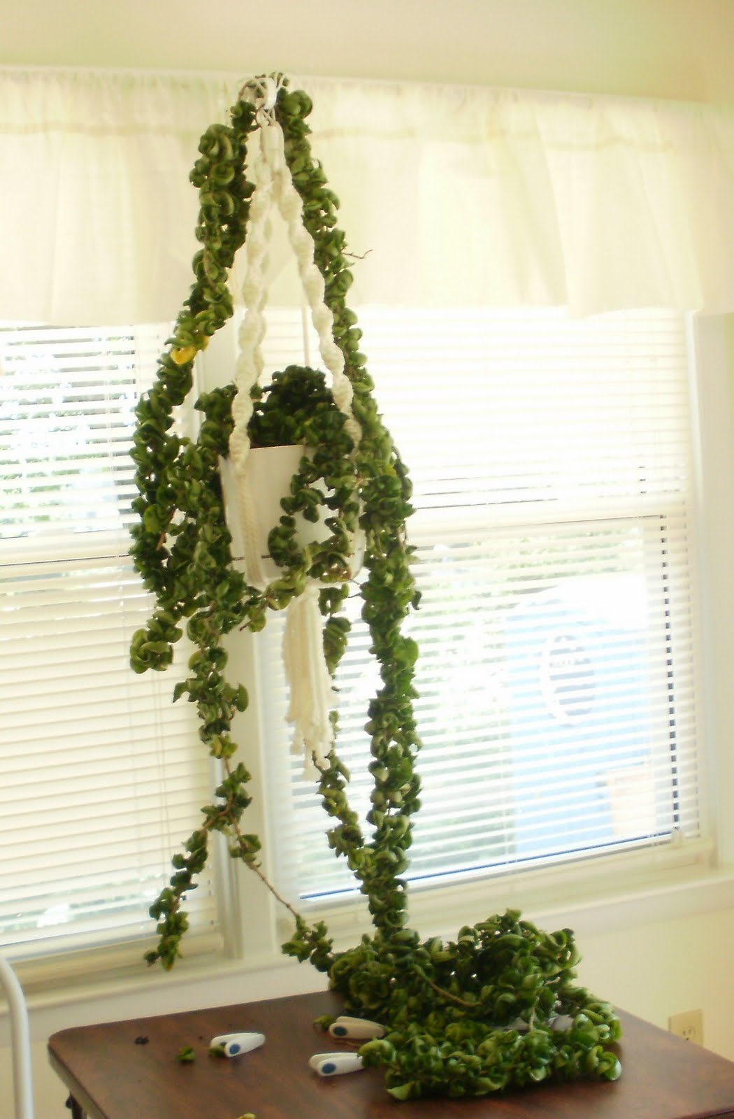 rope hindu plant mom turning
