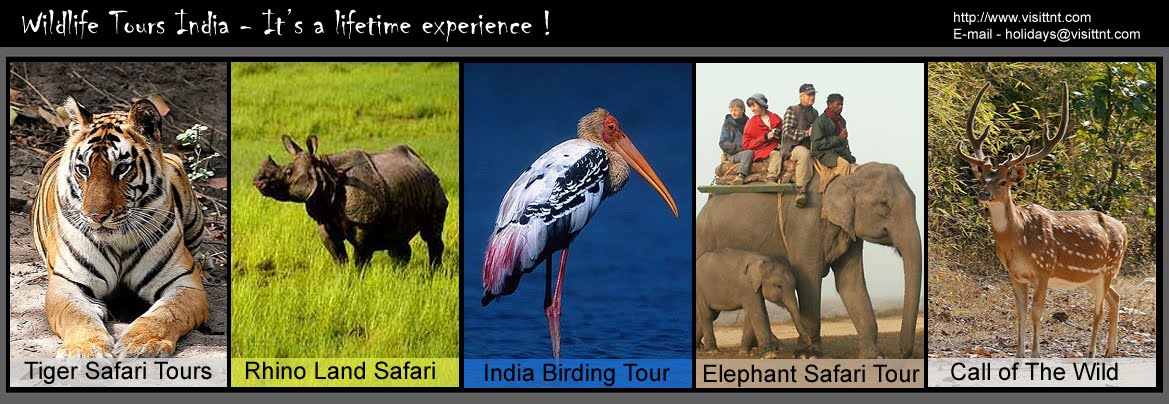Wildlife Tours India : Wildlife Travel : Tiger Safari : National Park :  Sanctuaries : Indian