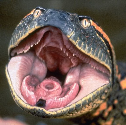 National GeoGraphics: anaconda snakes endangered