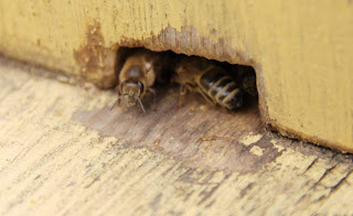 Observera hur binas små fötter nött bort färgen vid flustret