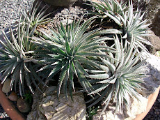 Dyckia hebdingii