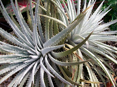 Dyckia hebdingii affinis