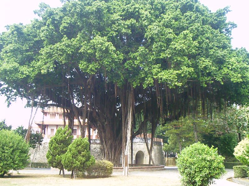 A very old tree in Tainan