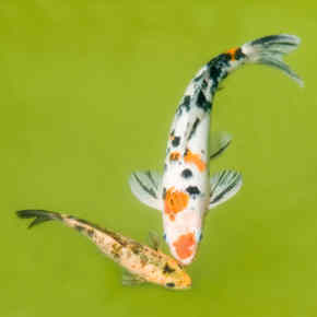 kill algae in koi pond kill algae in koi pond