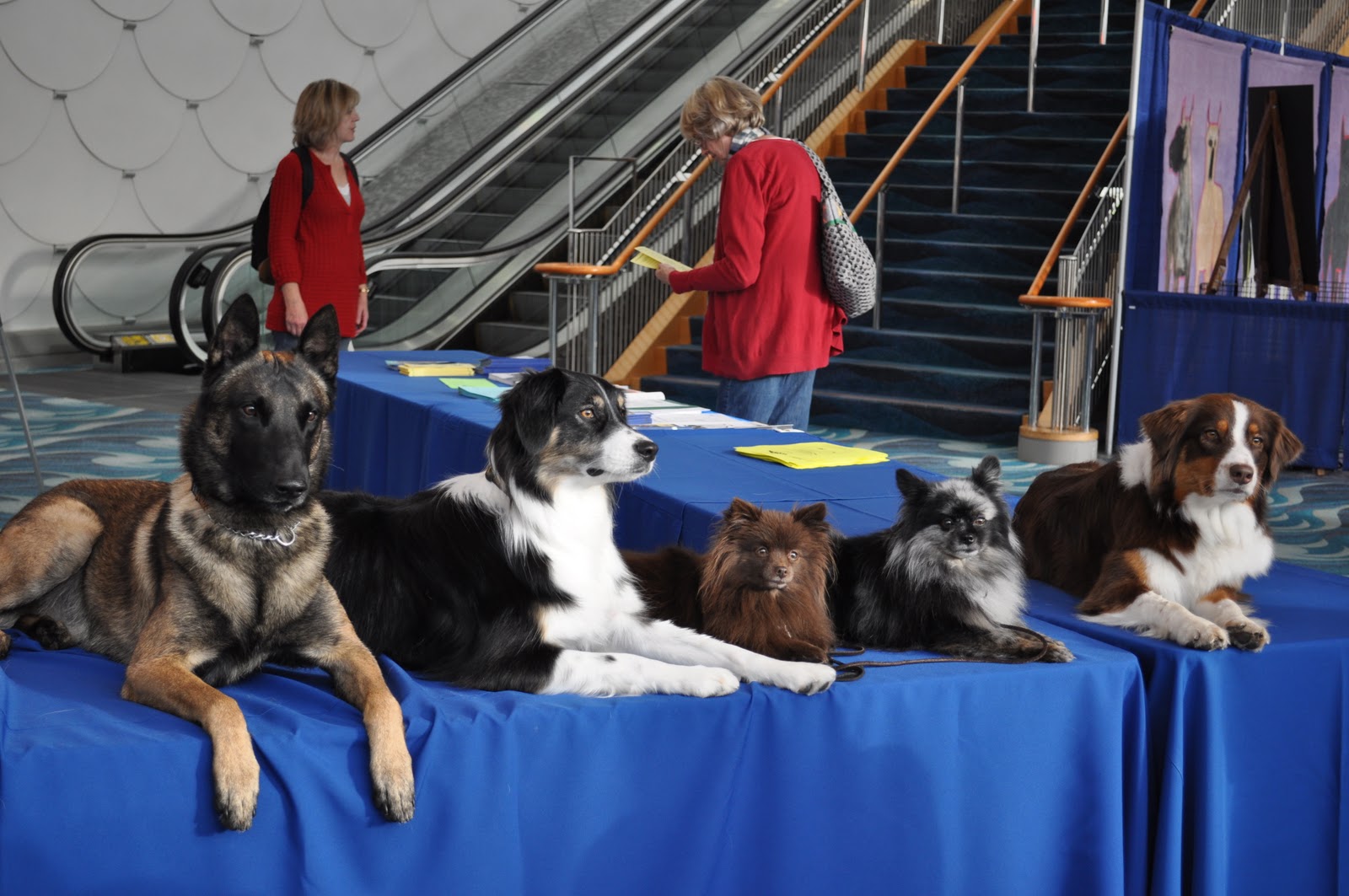 Travels, Trails and Tales AKC Eukanuba Dog Show Long Beach, California