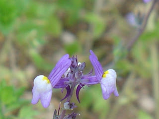 Olhares na nossa terra - Cuba: Linaria ricardoi Coutinho