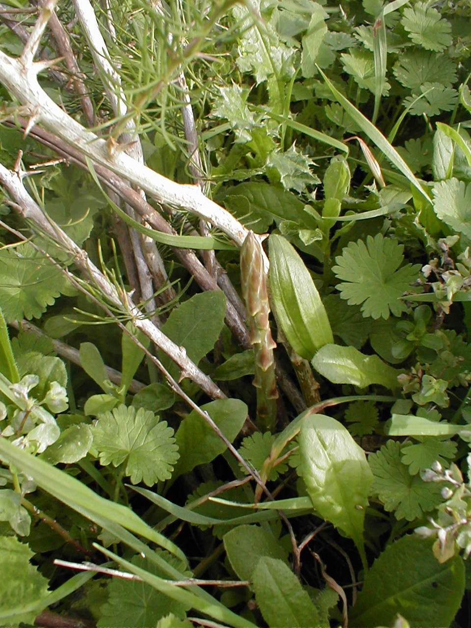 [Asparagus+acutifolius+L..JPG]