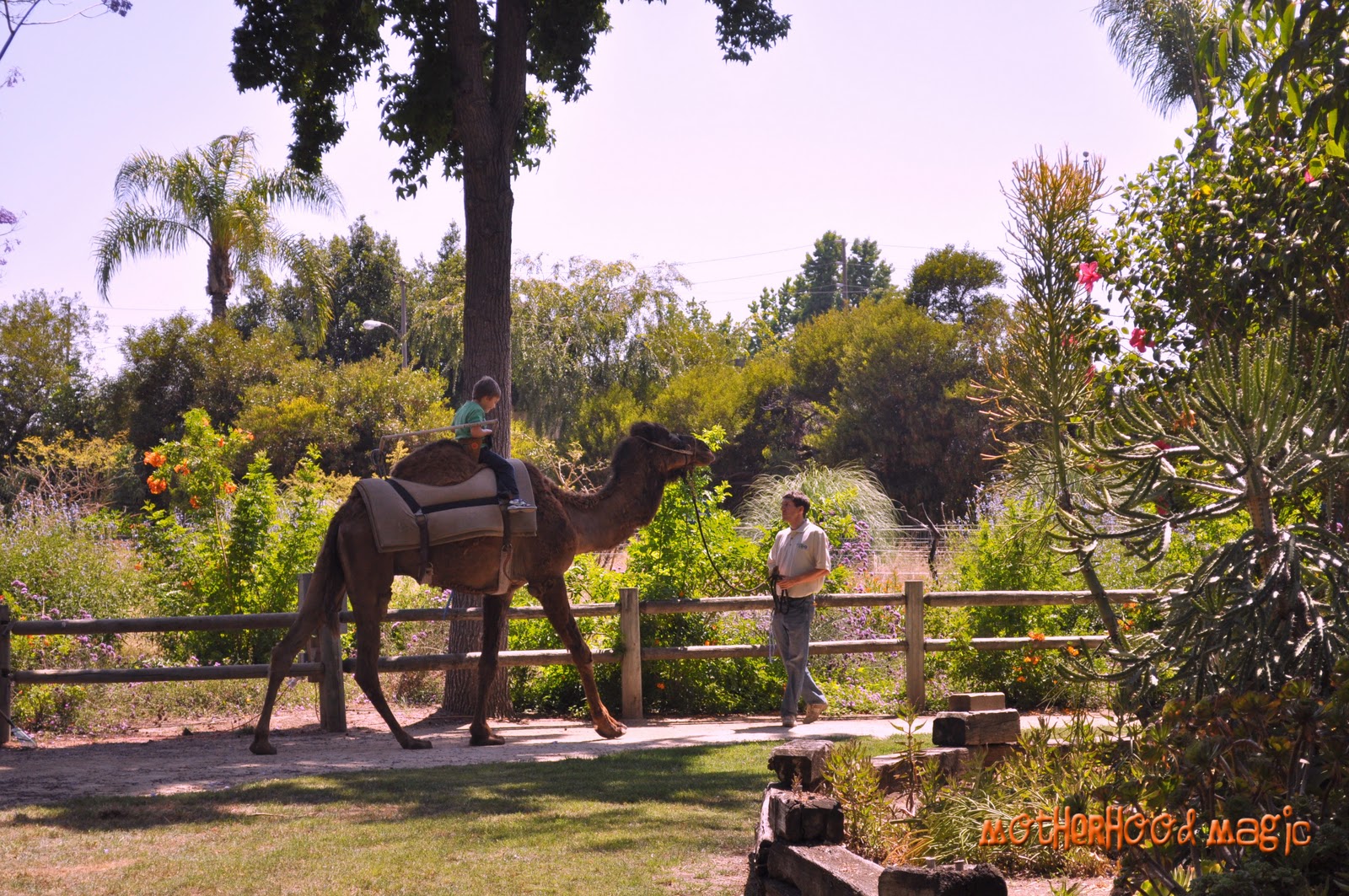 Magical Days with the Mouse Camel Rides at the Santa Ana Zoo