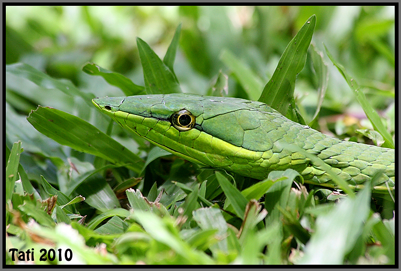 Costa Rica Touring Snakes of Costa Rica.