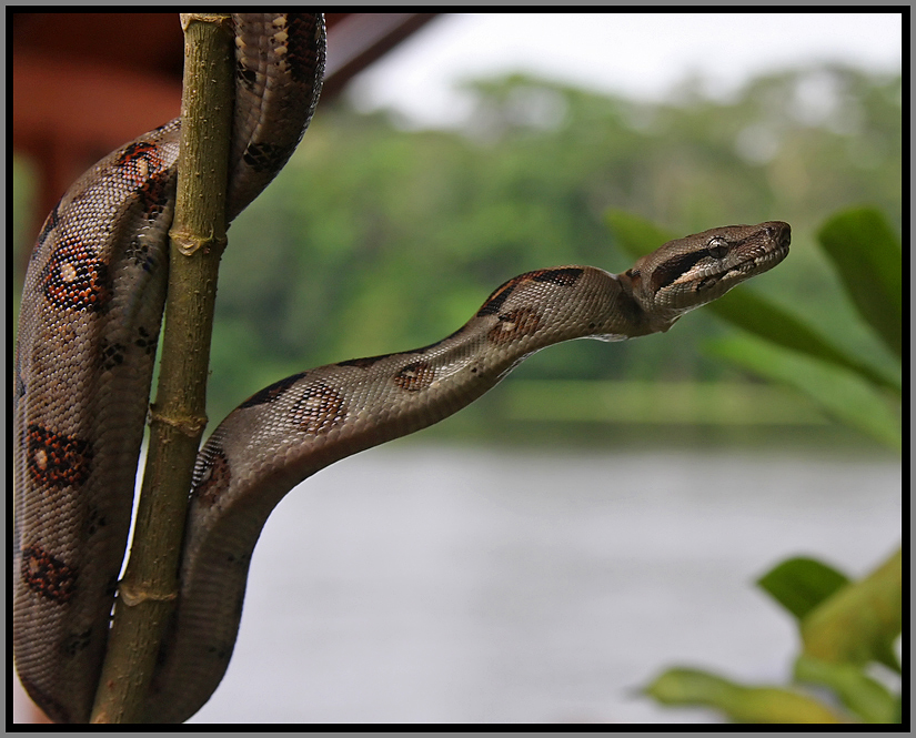 Costa Rica Touring Snakes of Costa Rica.