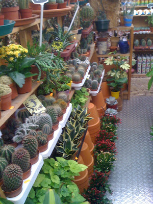 cacti succulents