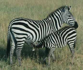[zebra.jpg]