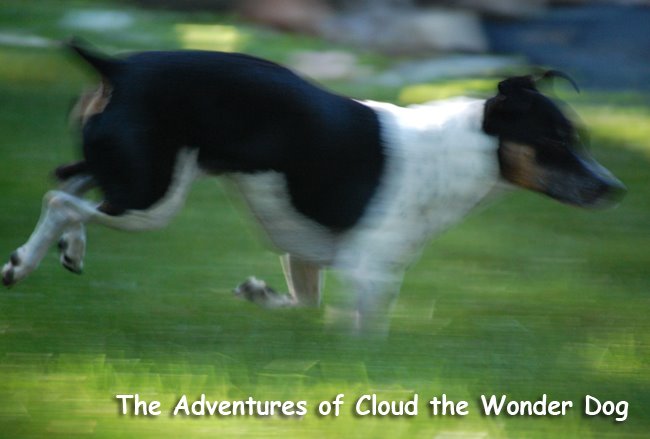 The Adventures of Cloud the Wonder Dog