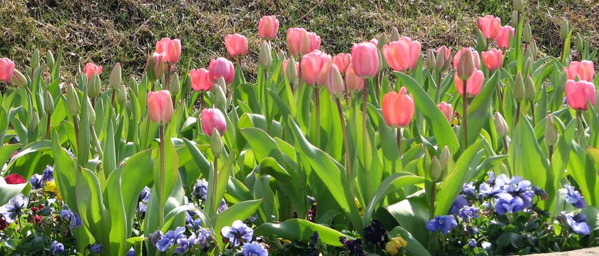 [Fair+Hope+spring+tulips.jpg]