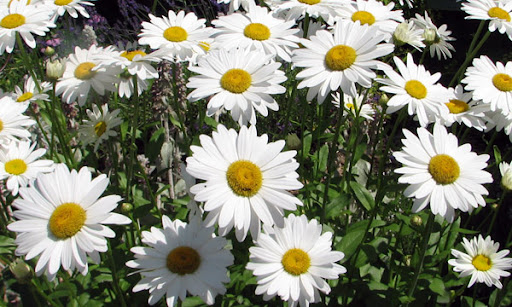 Reflection's Flora and Fauna: Glorious Sunny Daisys