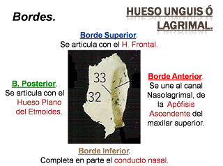 HUESO UNGUIS PDF HUESO UNGUIS PDF