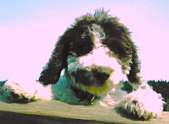 Scupper P Dogheart