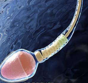 How to Improve Sperm Quality | How To - How To