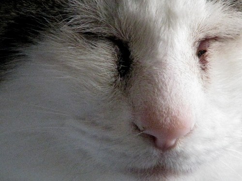 Cat Eyes A Cat Woman S Photos Crusty Gets His Home