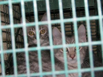 grey tabby kitten grey tabby kitten