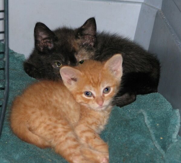 Orange Female Kittens For Sale / Female kittens for sale Walsall, West Midlands Pets4Homes