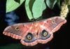 MARIPOSA ANTHERAEA POLYPHEMUS (CRAMER)